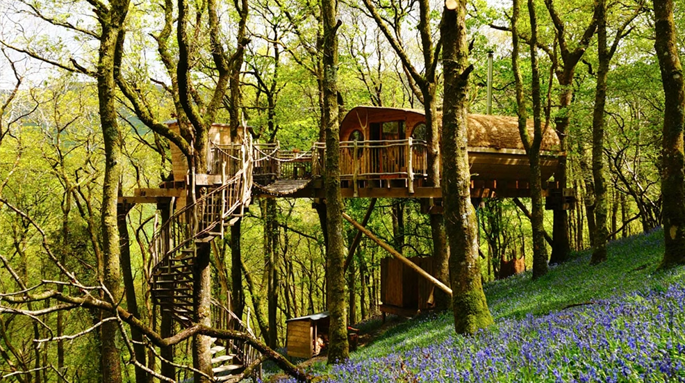 Tree house hotel in forest with a bed of bluebells blooming beneath